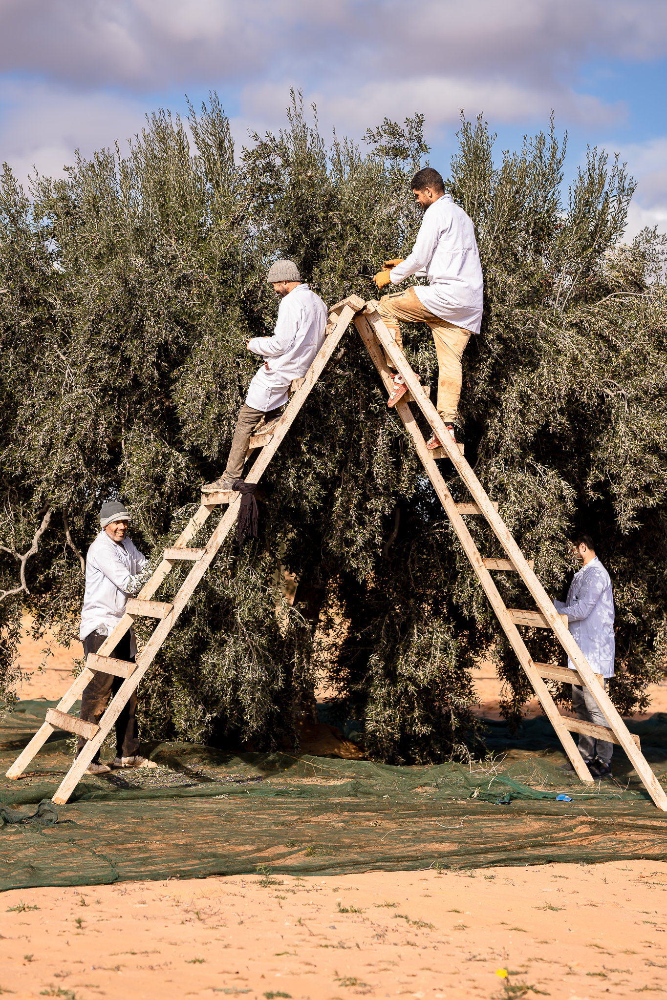 Harvest